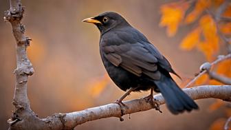 Die Amsen Bedeutung: Symbolik, Geheimnisse und spirituelle Aspekte der Amsel