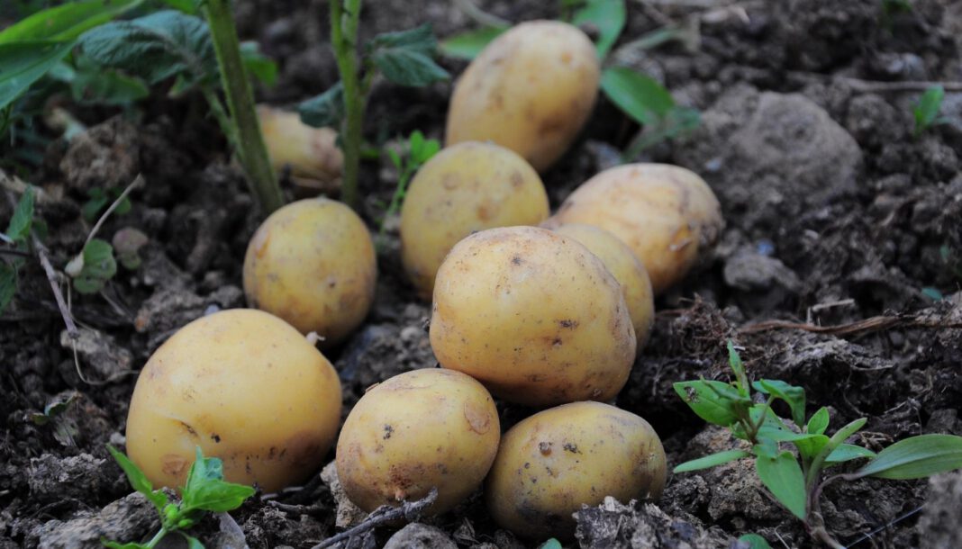 Erzeugerpreise in der Landwirtschaft sinken deutlich vor allem wegen billiger Kartoffeln und Milch