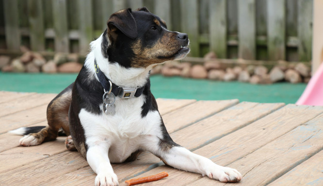 Weihnachtszeit mit Hund: Festliche Leckereien oder normales Hundfutter?